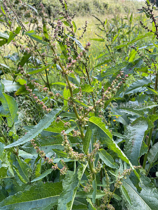 在酢浆草(Rumex acetosa)茎上的铁锈色花穗的特写图像，模糊的绿色草地背景，聚焦于前景
